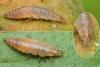 Hemerobius sp.